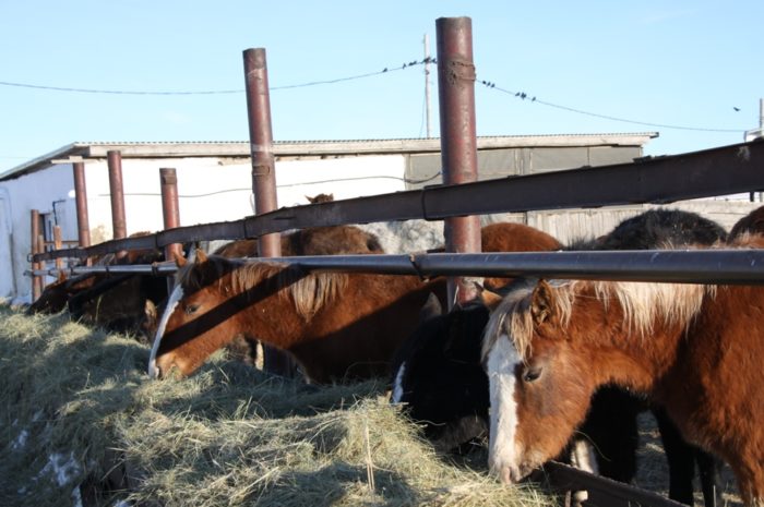 Сельхозпредприятия Новоорского района к зимовке скота готовы