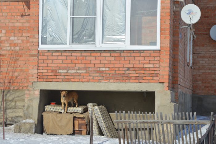 В Новоорске безнадзорные собаки держат в страхе детей