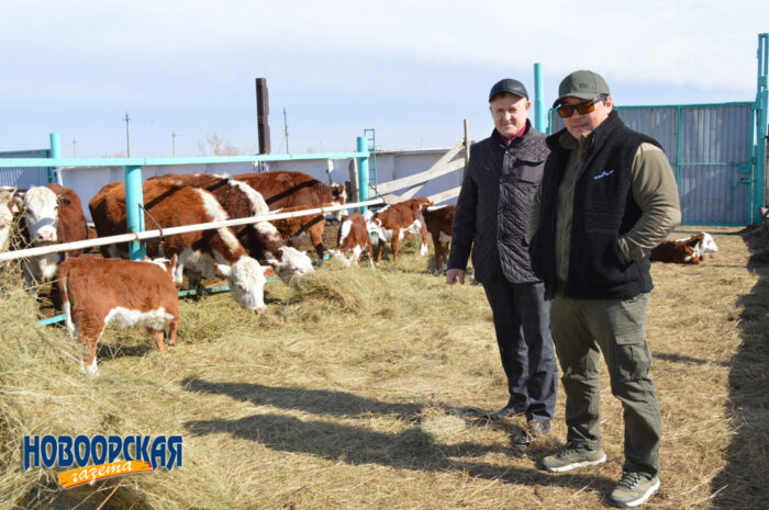 Зимовка скота в Новоорском районе завершается с хорошими результатами