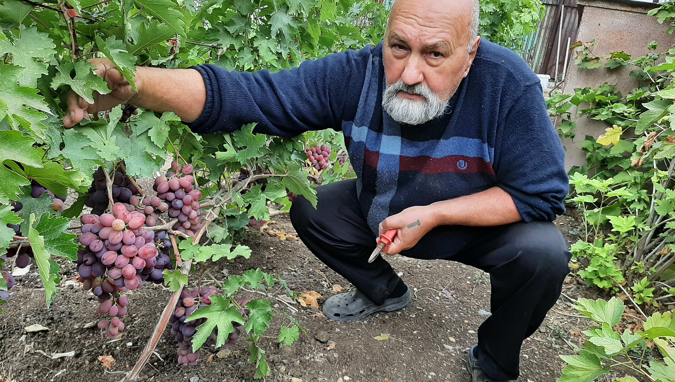 Там, где зреет виноград. Орчанин знает секреты выращивания солнечной ягоды— Орская газета