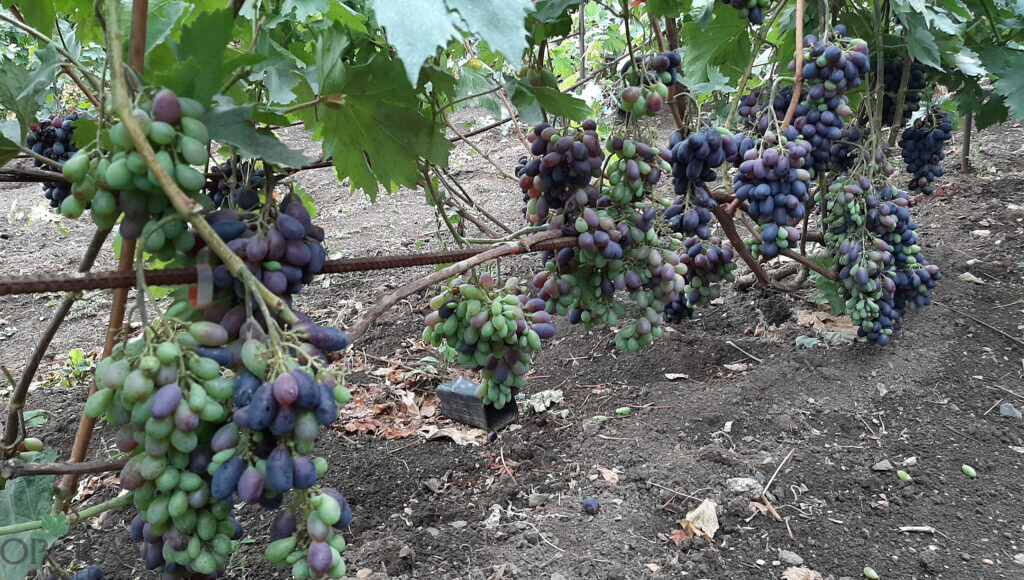 Там, где зреет виноград. Орчанин знает секреты выращивания солнечной ягоды— Орская газета