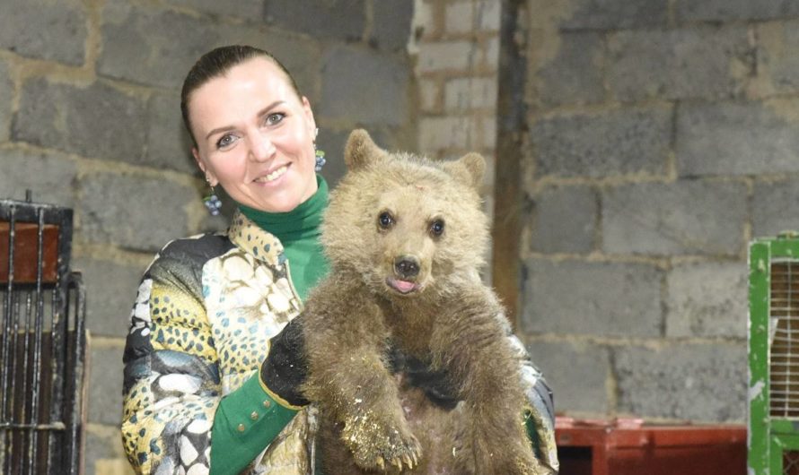 Артистка Оренбургского цирка получила награду за спасение медвежат