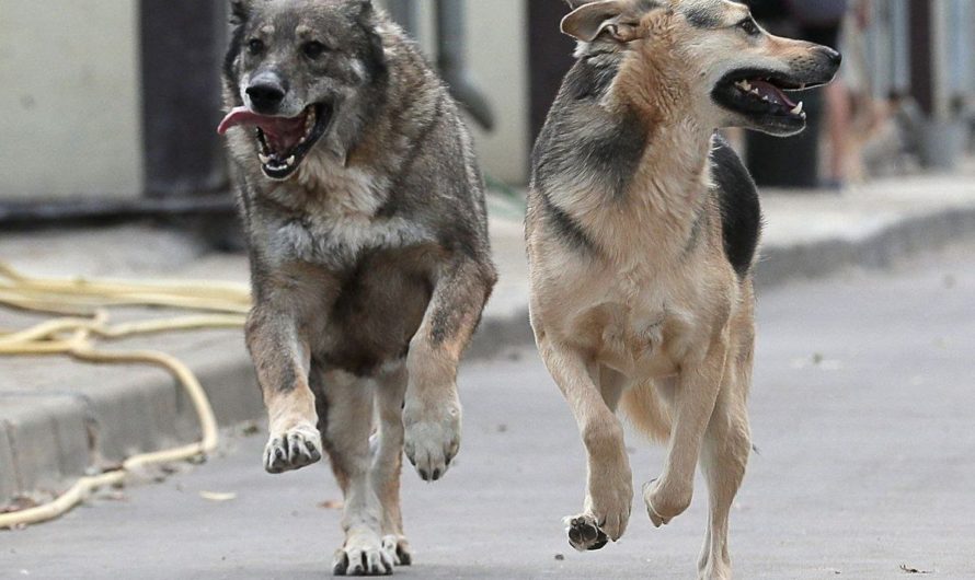 Позиция оренбургских парламентариев по бродячим собакам услышана в Госдуме