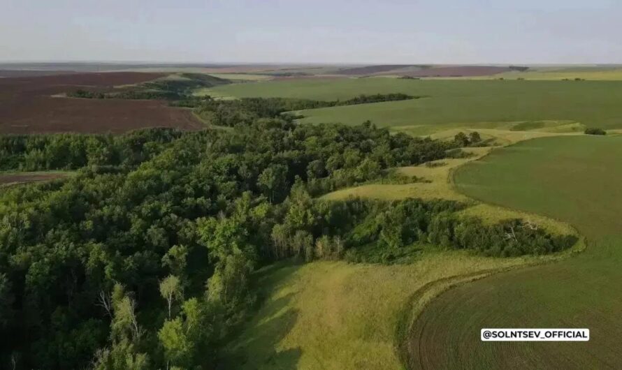 В летнее время в Оренбуржье уделяется особое внимание сохранению леса