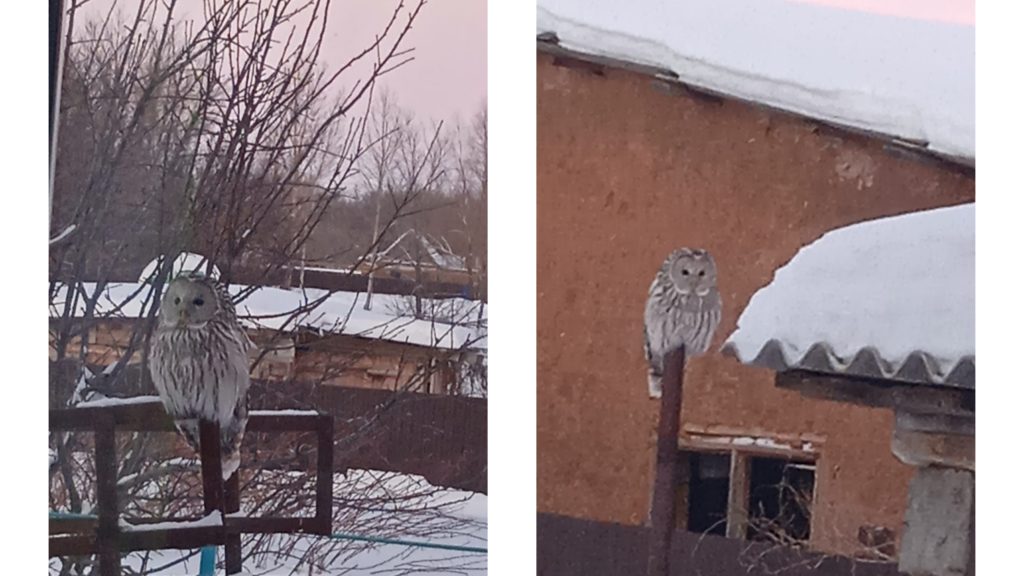 Пульс дня саракташ сайт. Пульс дня саракташ сайт. Пульс дня саракташ сайт. Киселев роо саракташского района. Пульс дня саракташ сайт.