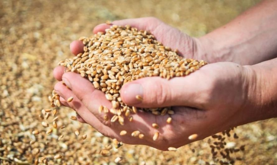 Асекеевские аграрии пополняют семенной фонд к предстоящей весенней полевой кампании