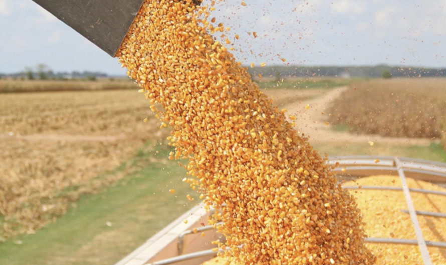 Аграрии Асекеевского района намолотили свыше полутора миллионов центнеров зерна