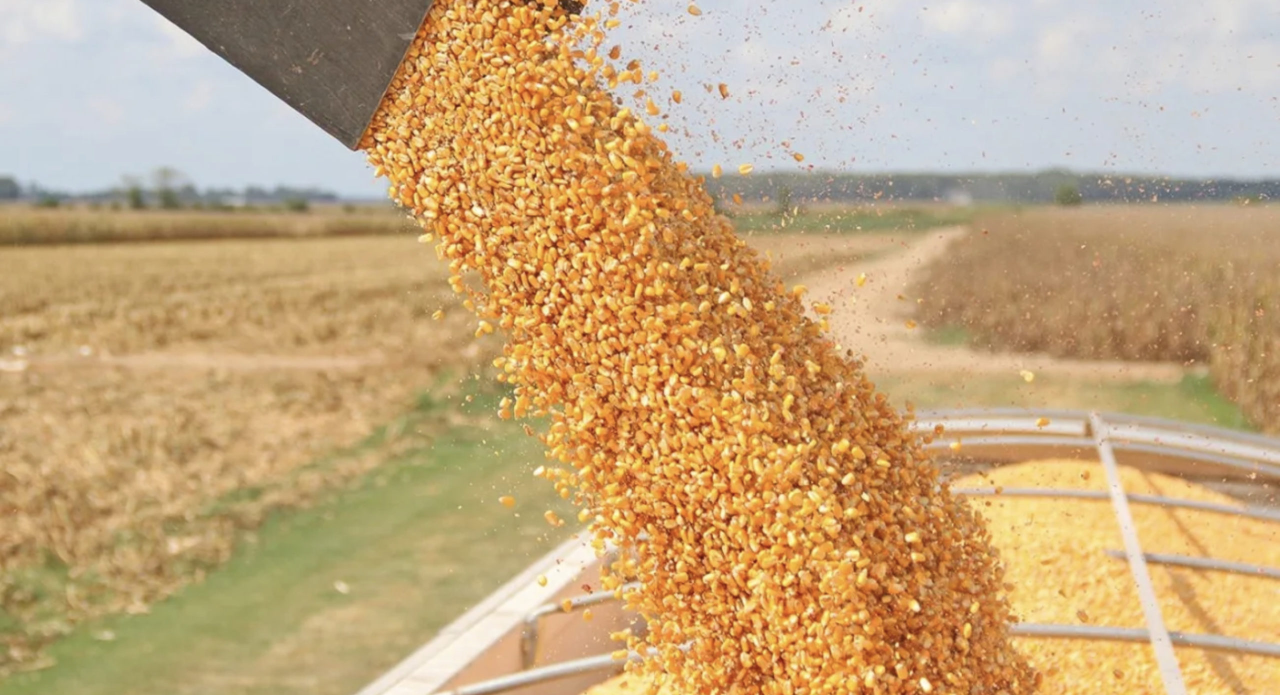 Кукуруза сбор урожая. Уборка урожая кукурузы. Урожай зерна. Уборка кукурузы на зерно. Жатва пшеницы.