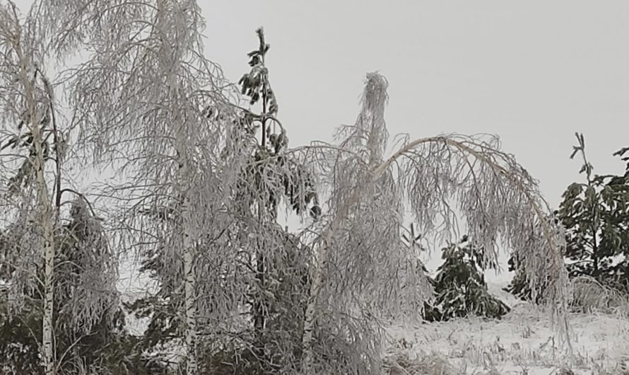 12 января в Асекеевском районе метель и -7°C…- 16 °C