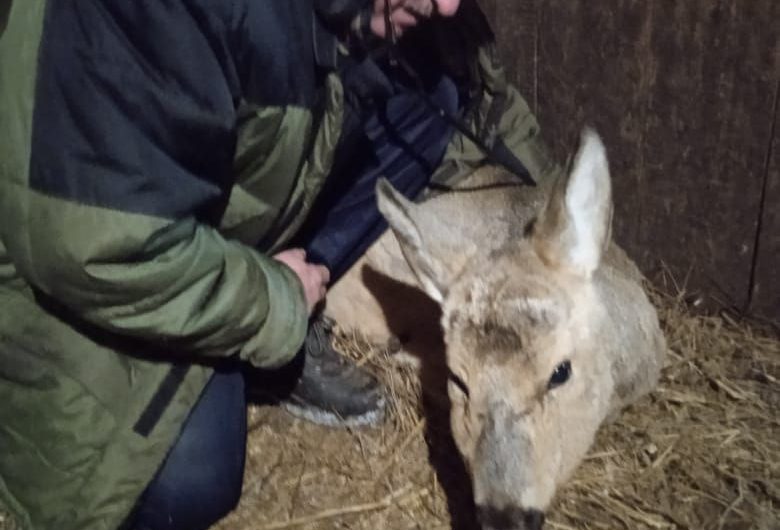 Ветеринарный фельдшер из Асекеевского района спас ослабленную дикую косулю