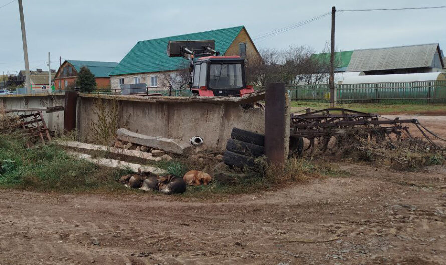 Отлавливают собак ради безопасности