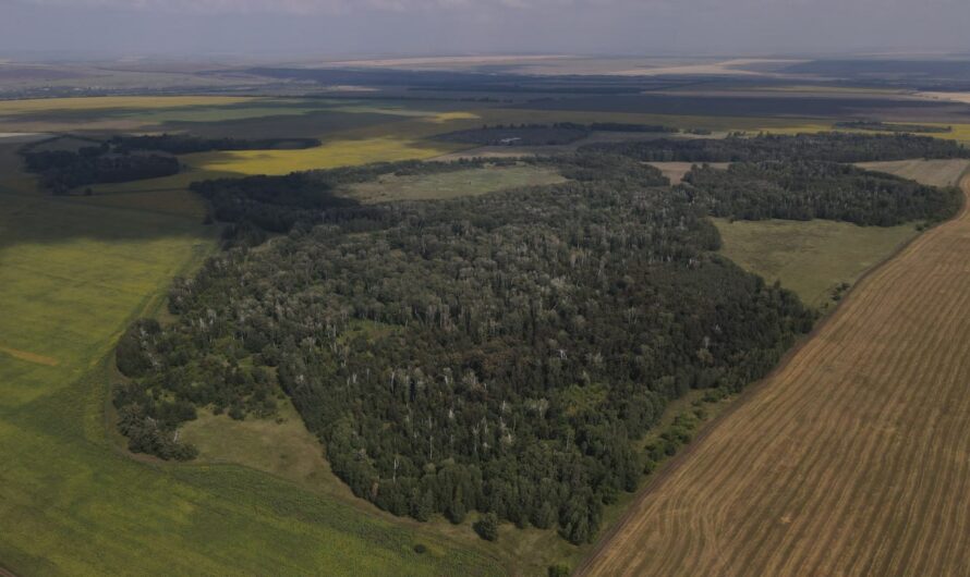 В 2025 году леса Оренбуржья увеличились на одну тысячу гектаров