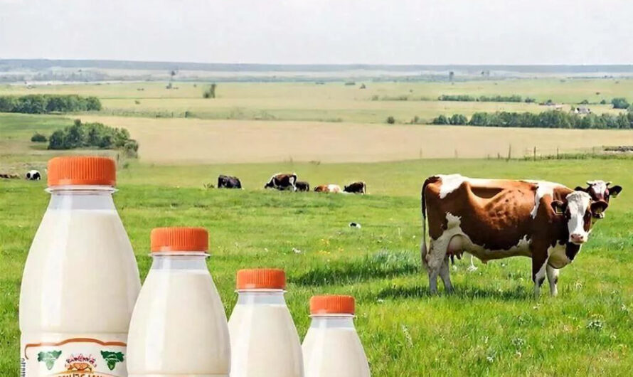 Цены на молоко в Оренбуржье ниже общероссийских