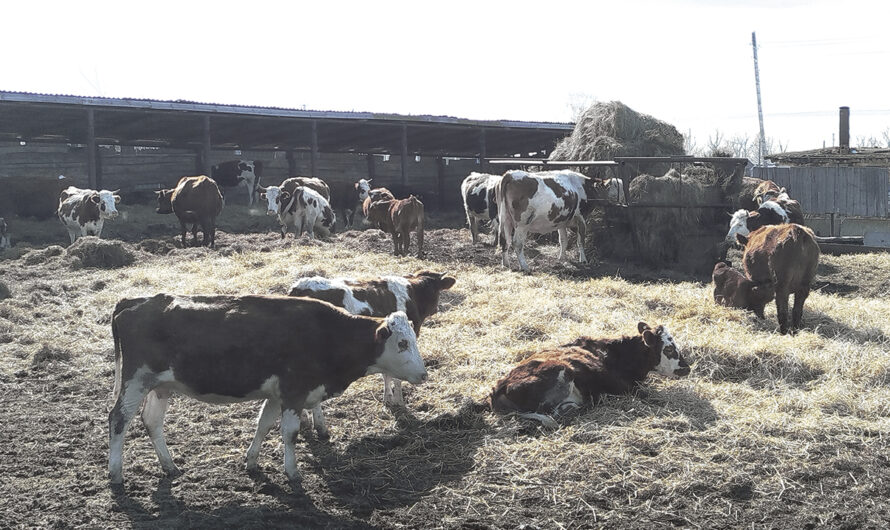 Грант на развитие