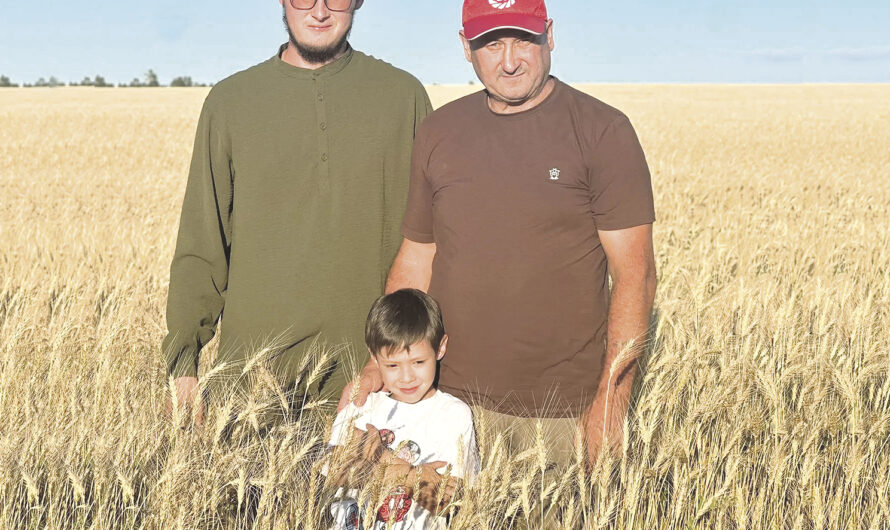 Растят хлеб на родной земле