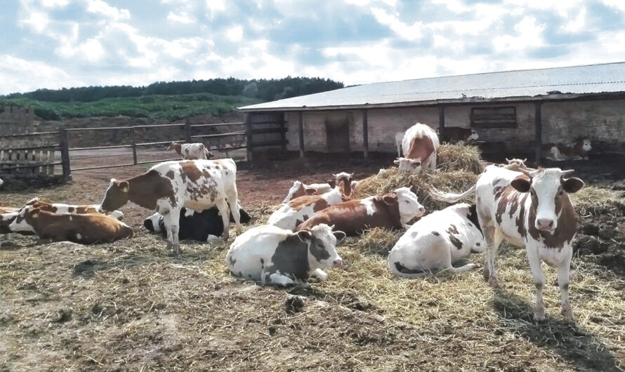 Работа на продуктивность