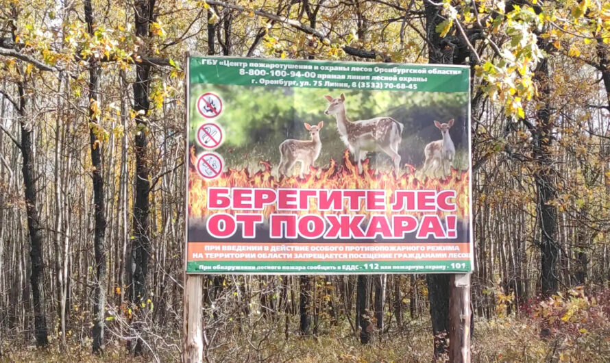 Их выбор – защита природы
