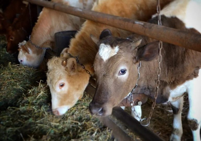 Сельхозтоваропроизводители Бузулукского района встречают наступление холодов, полностью подготовив скот к зимовке 2023- 2024 гг.