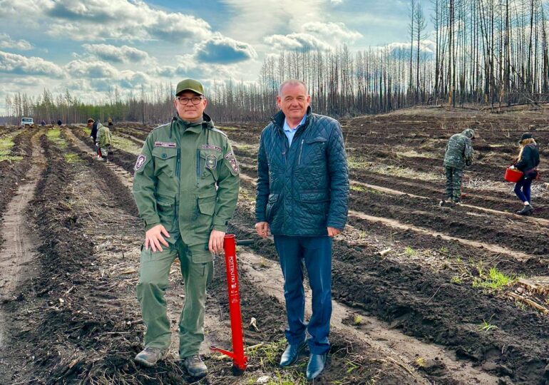 В Бузулукском бору посадили 51 гектар нового леса