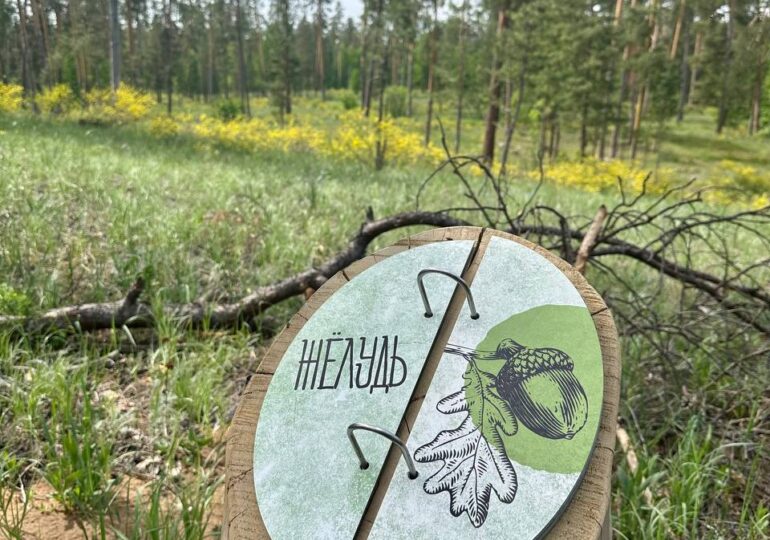 Скоро в Самарской части Бузулукского бора откроется новая экотропа «Сказочный борок»