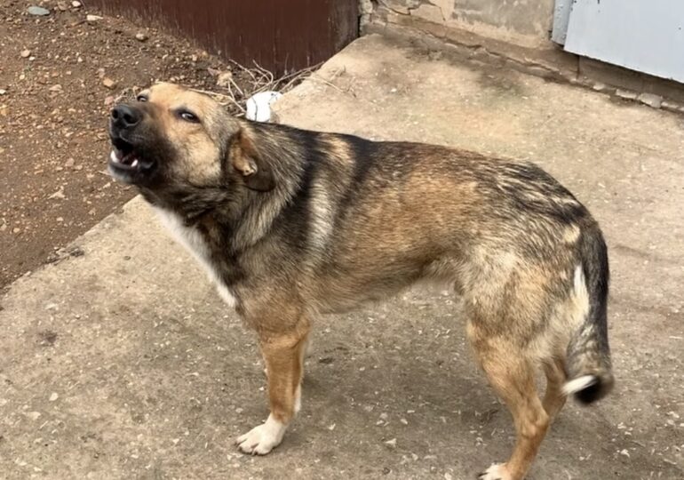 В Бузулуке проведут отлов безнадзорных животных