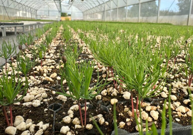 В лесопитомнике Бузулукского бора подрастают новые сосны и ели