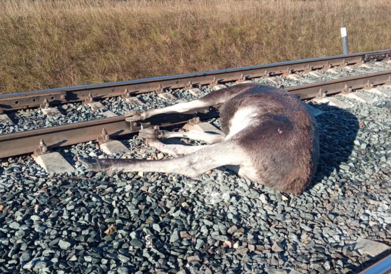 На перегоне Колтубанка — Неприк вновь погиб лось