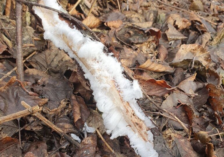 «Ледяные волосы»: редкое природное явление, обнаруженное на подгнившей древесине в Бузулукском бору