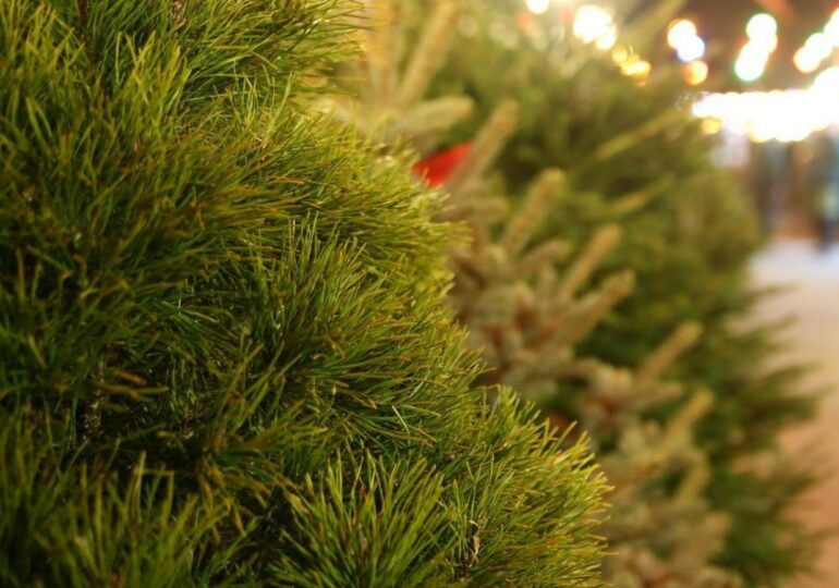 В Бузулуке утверждены места продажи новогодних ёлок