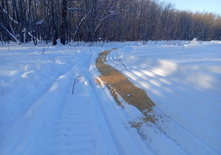 «Стол» для косуль: почему в Бузулукском бору зерно раскладывают прямо на снег