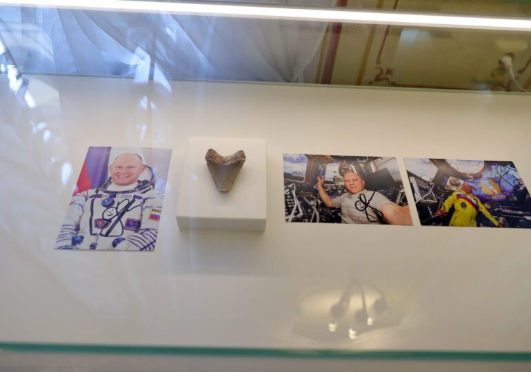 В Оренбургский губернаторский музей передали зуб мегалодона, побывавший в космосе