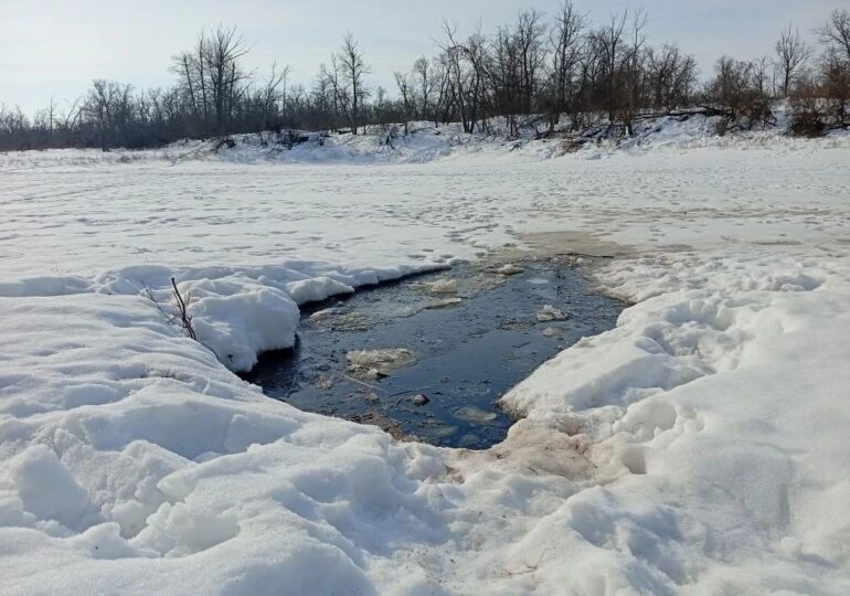 В Бузулукском бору заметили бобровую полынью