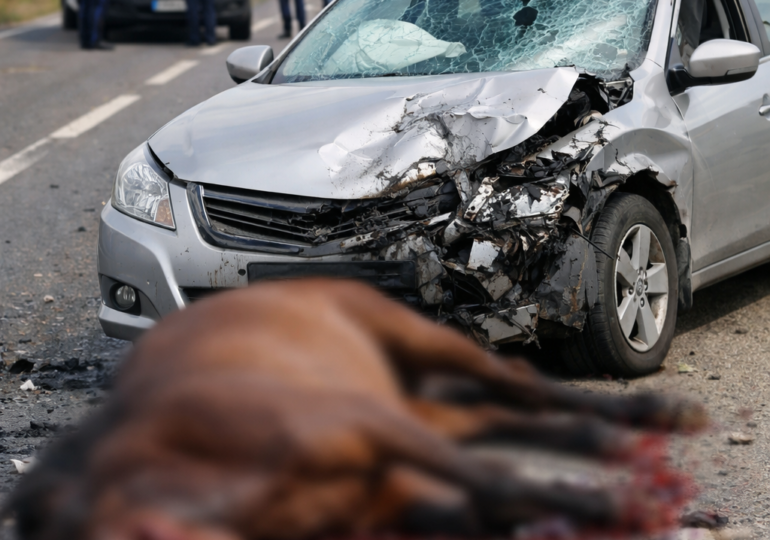 Лошадь стала причиной аварии в Бузулукском районе