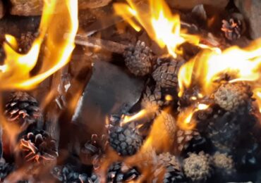 В лесном фонде Оренбургской области действует пожароопасный сезон