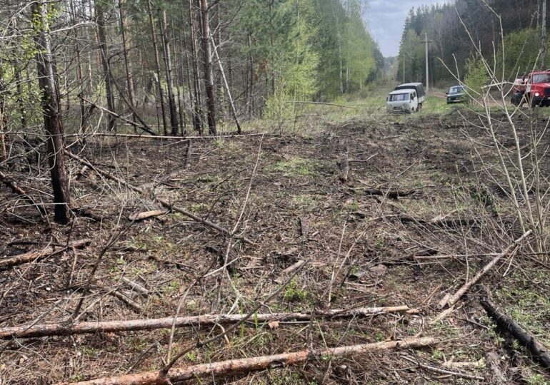 В Бузулукском бору шторм едва не привёл к пожару