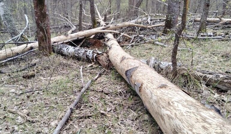 В Бузулукском бору обнаружили следы зимнего лосиного «банкета»