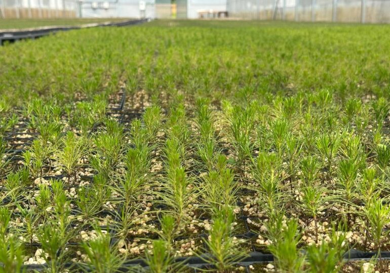 В Бузулукском бору выращивают молодое поколение сосен
