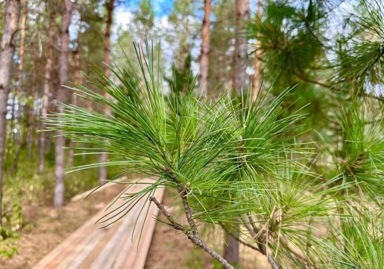 В дендросаду Бузулукского бора запускают инклюзивный маршрут