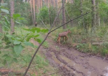 В Бузулукском бору заметили лосиху с подросшим лосёнком