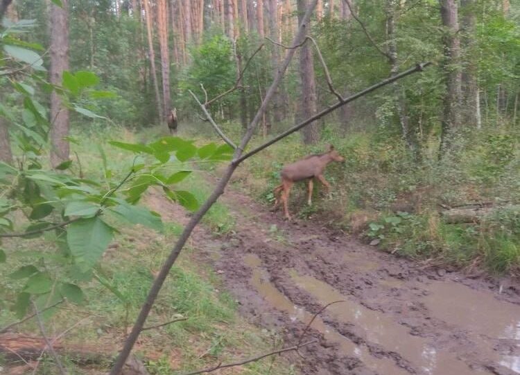 В Бузулукском бору заметили лосиху с подросшим лосёнком
