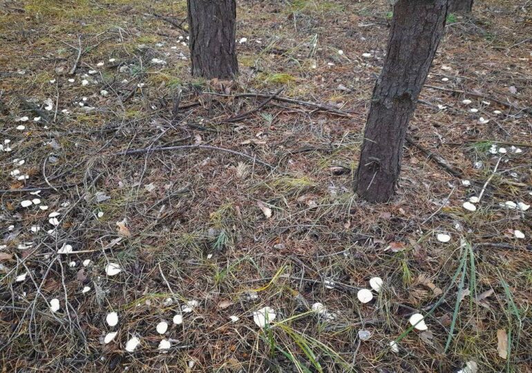 В Бузулукском бору нашли необычный круг из маслят
