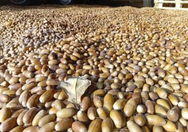 В Бузулукском бору собрали 800 килограммов желудей