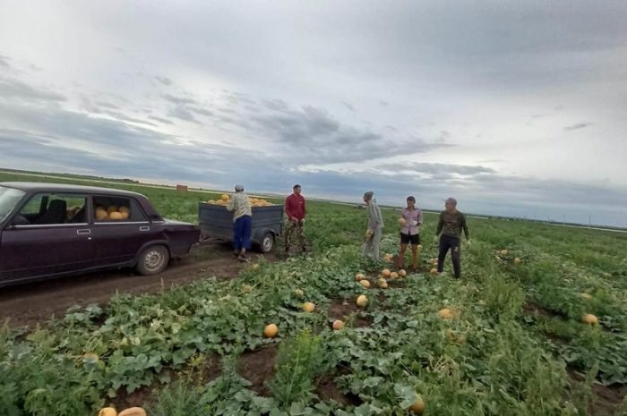 В Соль-Илецке начали собирать первые арбузы и дыни