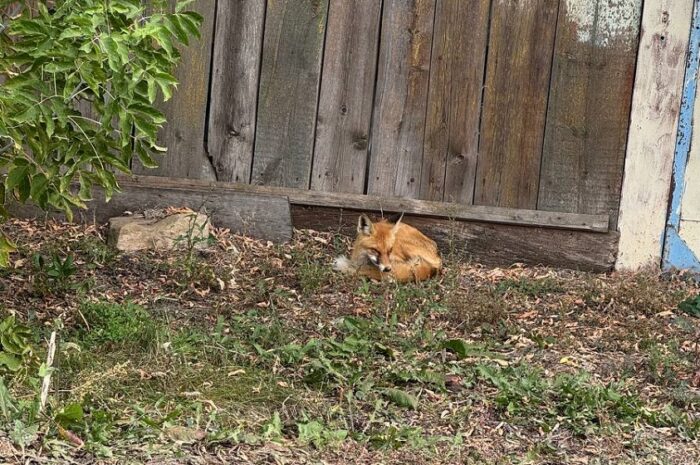 По селу Сакмара вальяжно разгуливает лиса