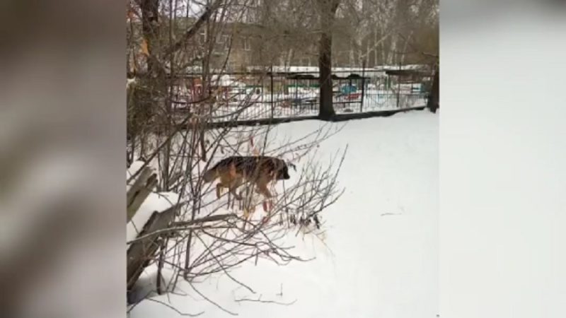 В Сорочинске проводят отлов бродячих собак