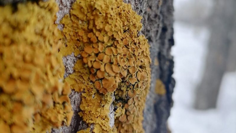В Сорочинске 10 февраля ожидается  ясная погода и до -5°
