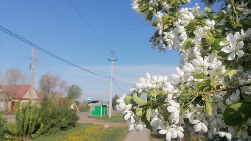 В Сорочинске 7 мая ожидается малооблачная погода и до +14°
