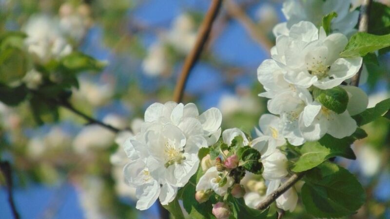 Когда яблони цветут… в Сорочинске?