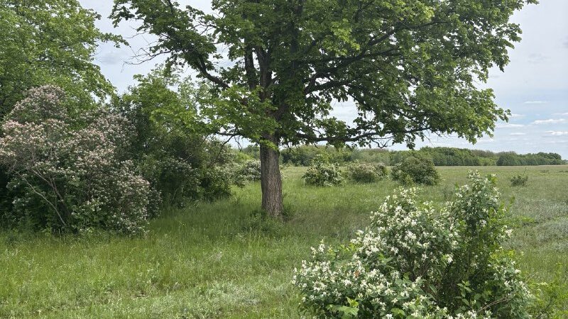 Ливневые осадки принесут сорочинцам облегчение от зноя
