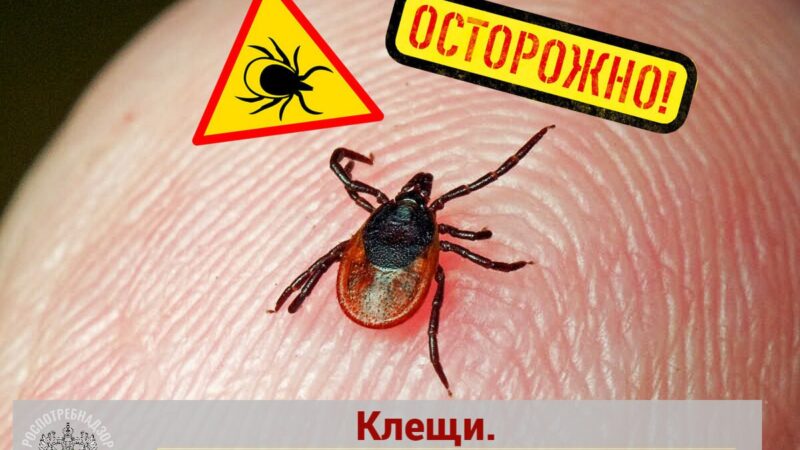 70 жителей Сорочинского округа пострадали от укусов клещей